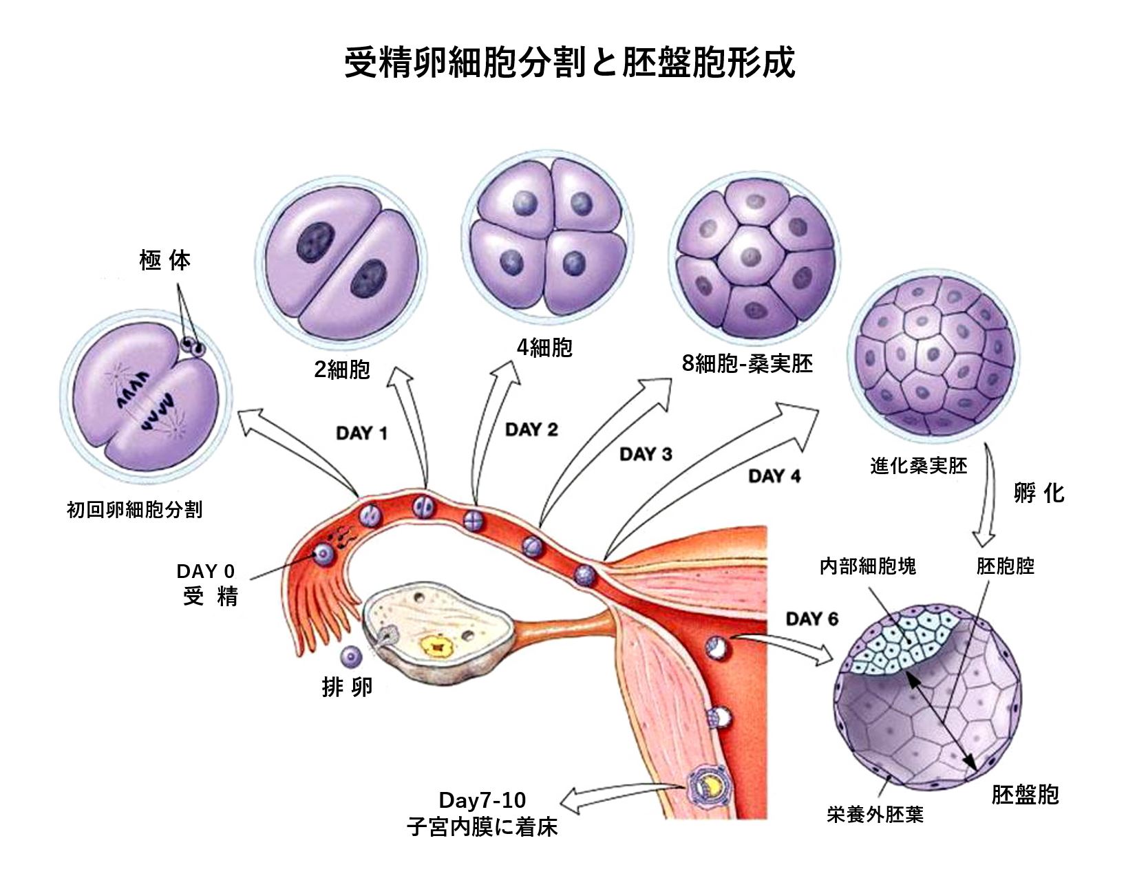 体外受精② 胚 受精卵 選別と体外受精の動向 大川産婦人科高砂分院